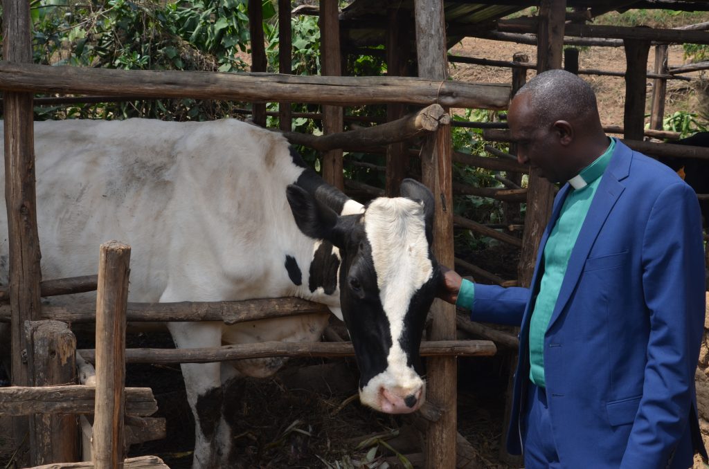 rwanda_cantines_scolaires-vache